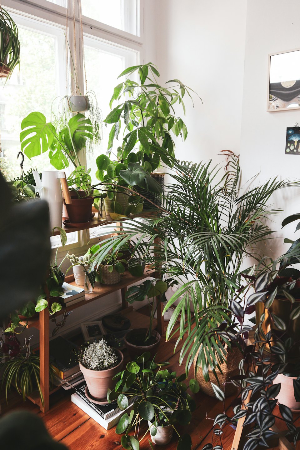 Assorted green houseplants arranged on wooden shelving and flooring.