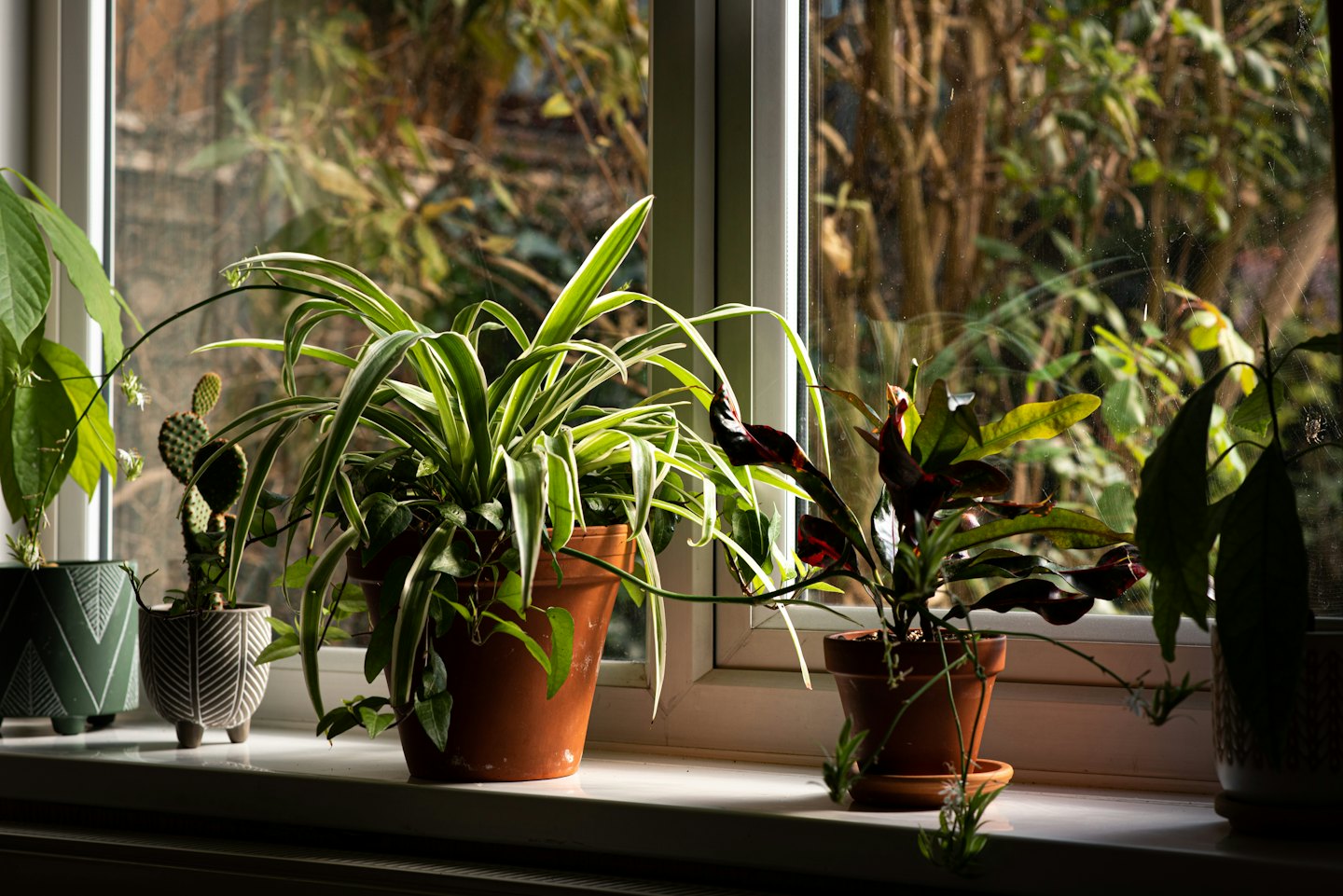 Potted spider plant, cactus, and croton on a sunny windowsill.