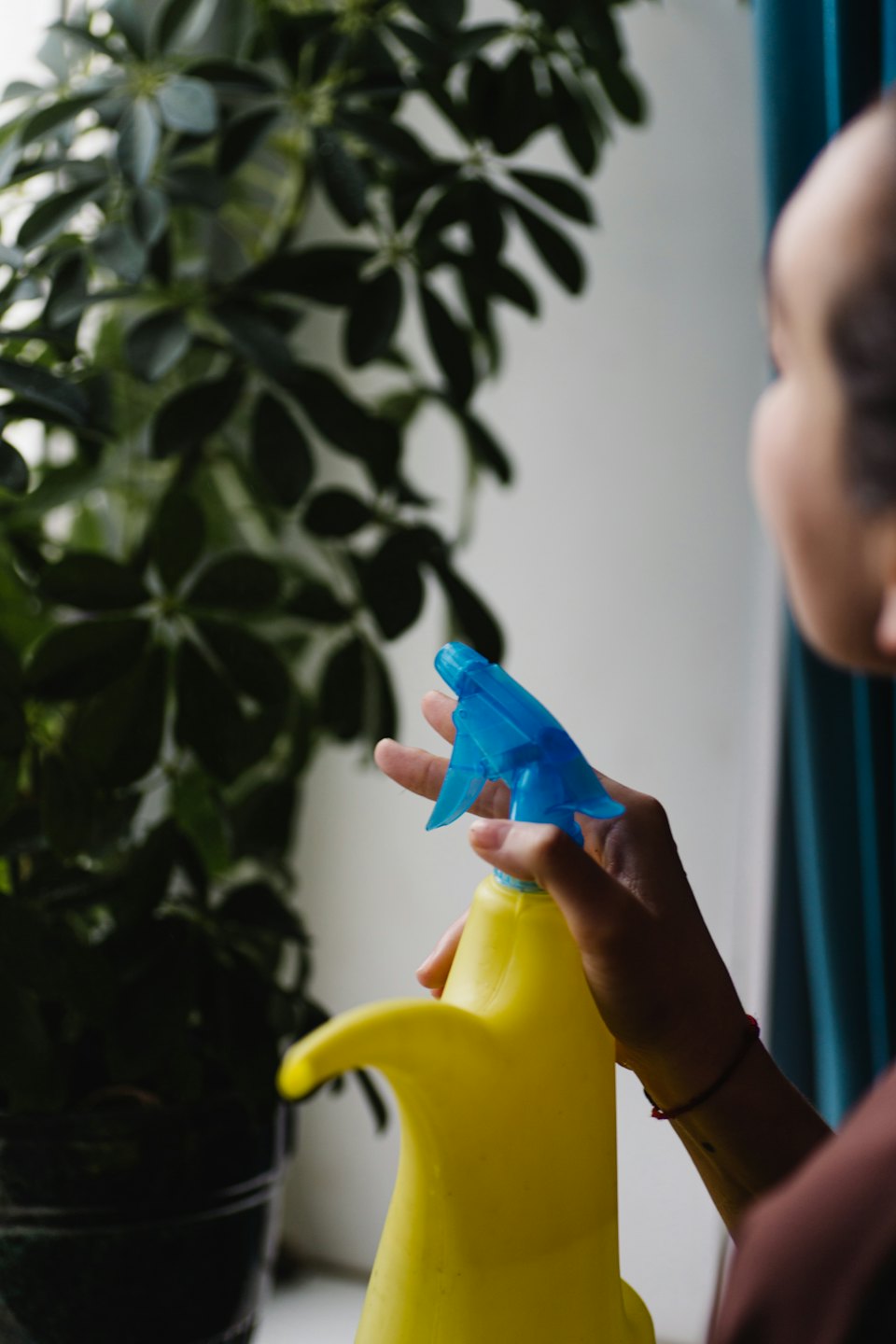 A hand sprays water on a large green houseplant.