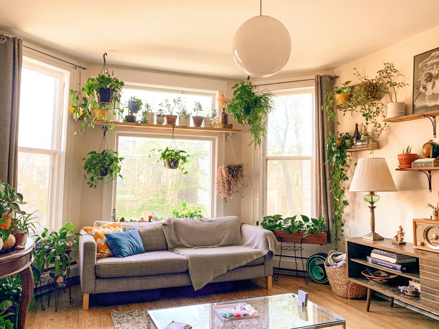Top Ten Low-Light Plants for Cozy Living Rooms