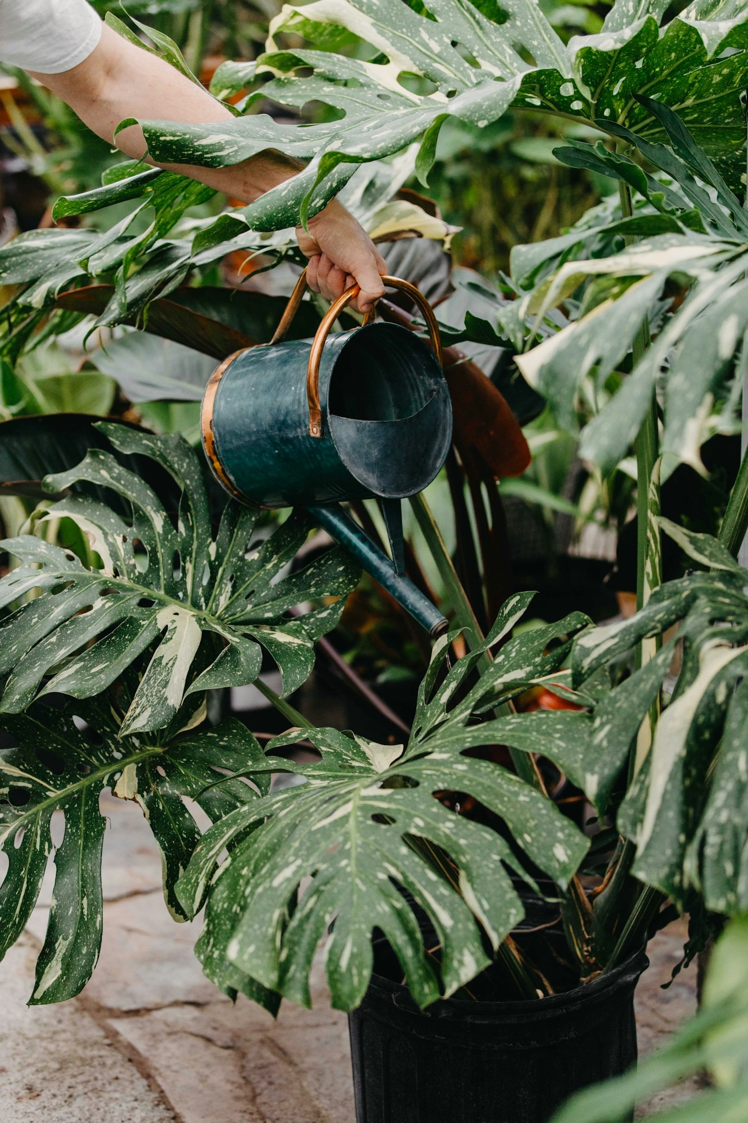 Seasonal Shifts: Adjusting Your Plant Care Routine for Winter